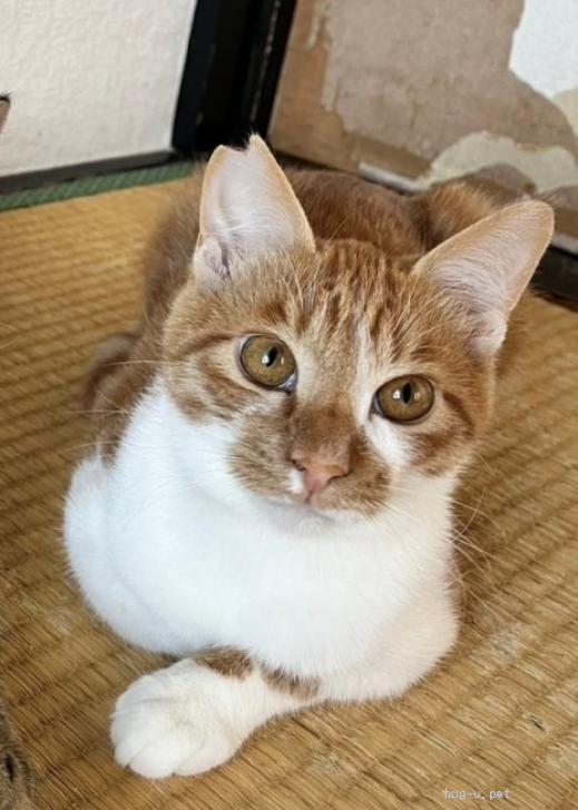 登録している生体