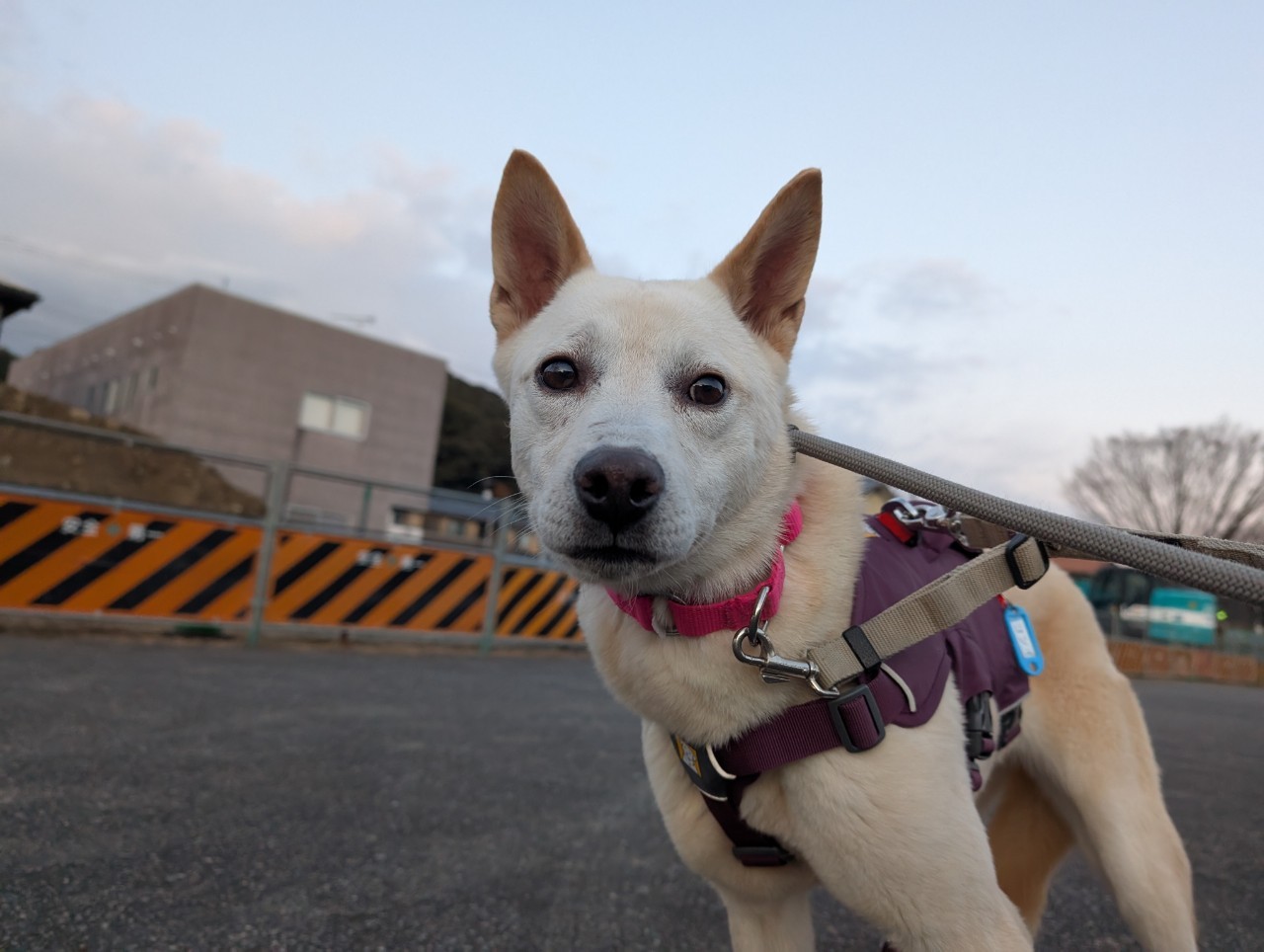 犬種不明