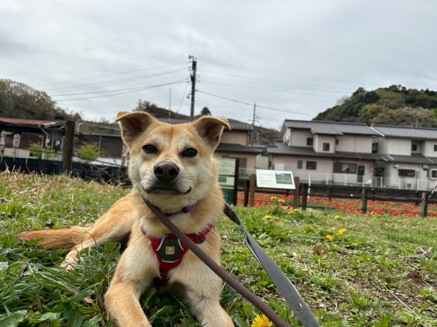 犬種不明