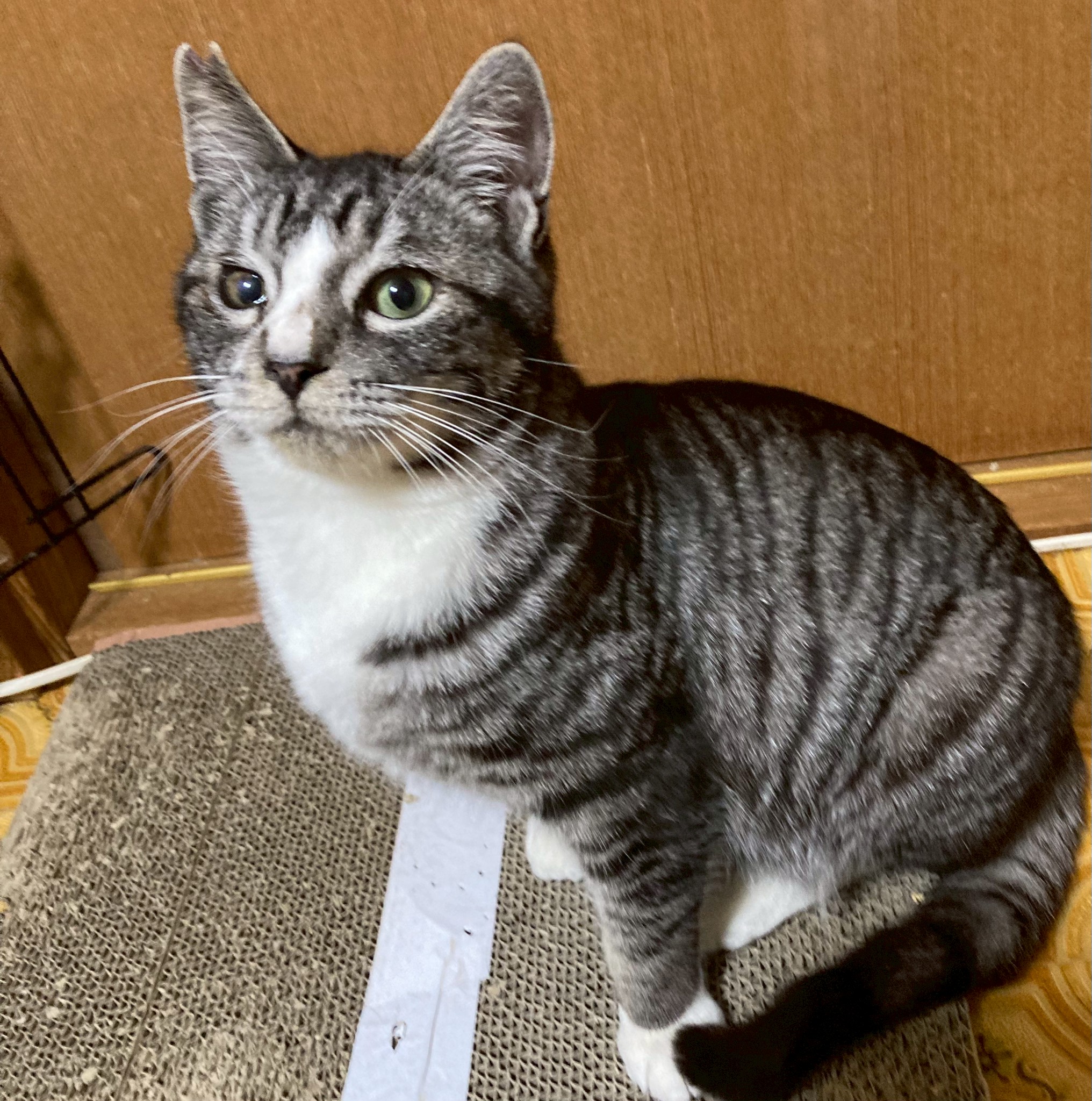 猫種不明