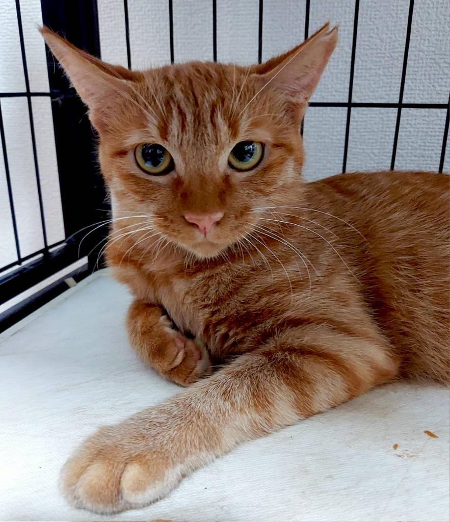 猫種不明
