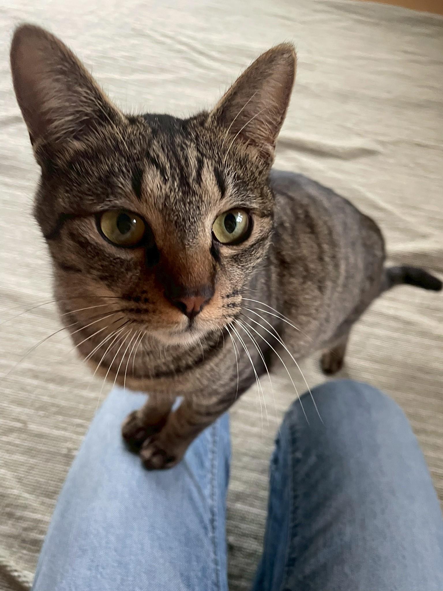 猫種不明