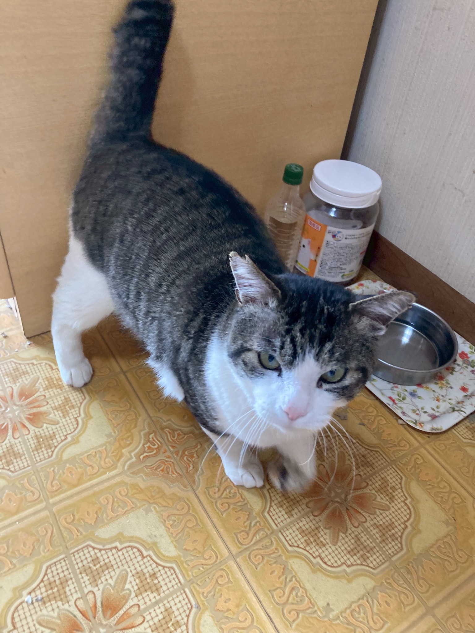 猫種不明