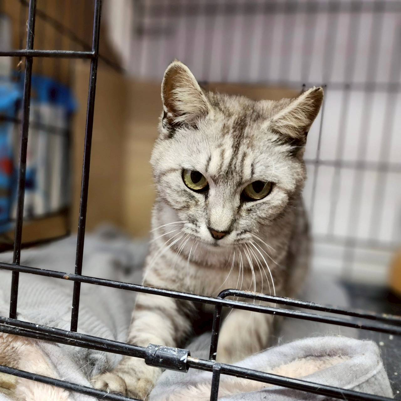 猫種不明