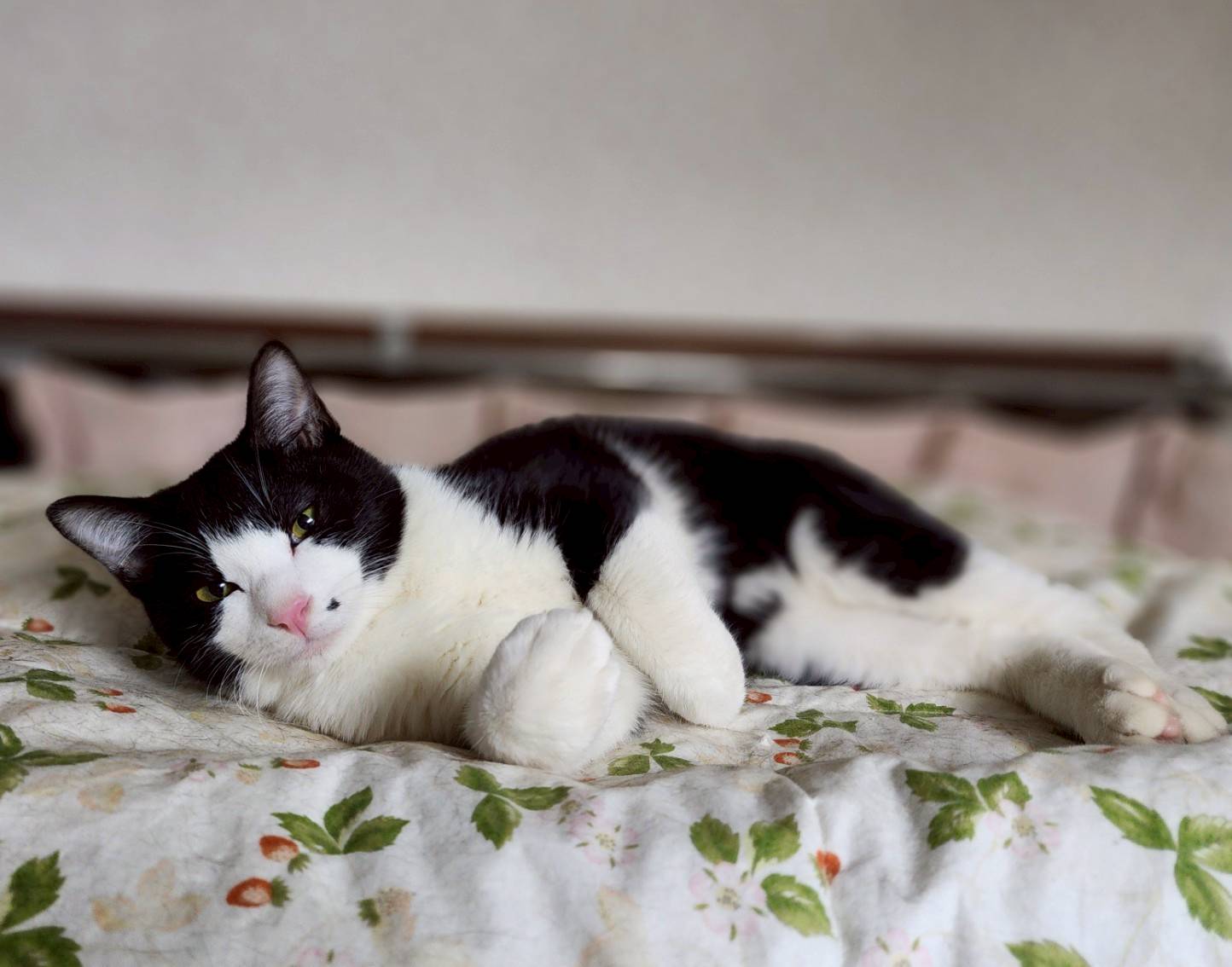 猫種不明