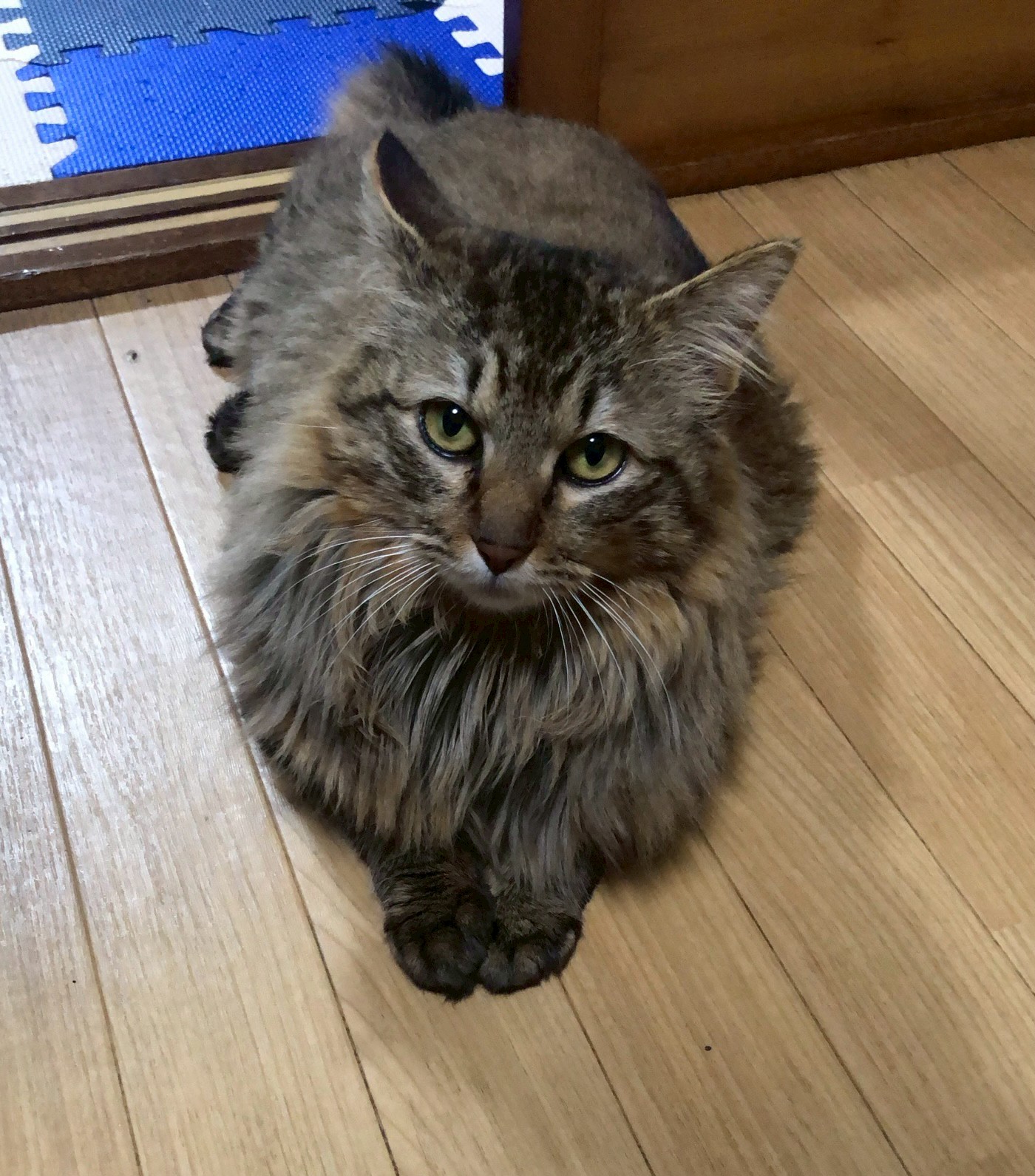 チョコ