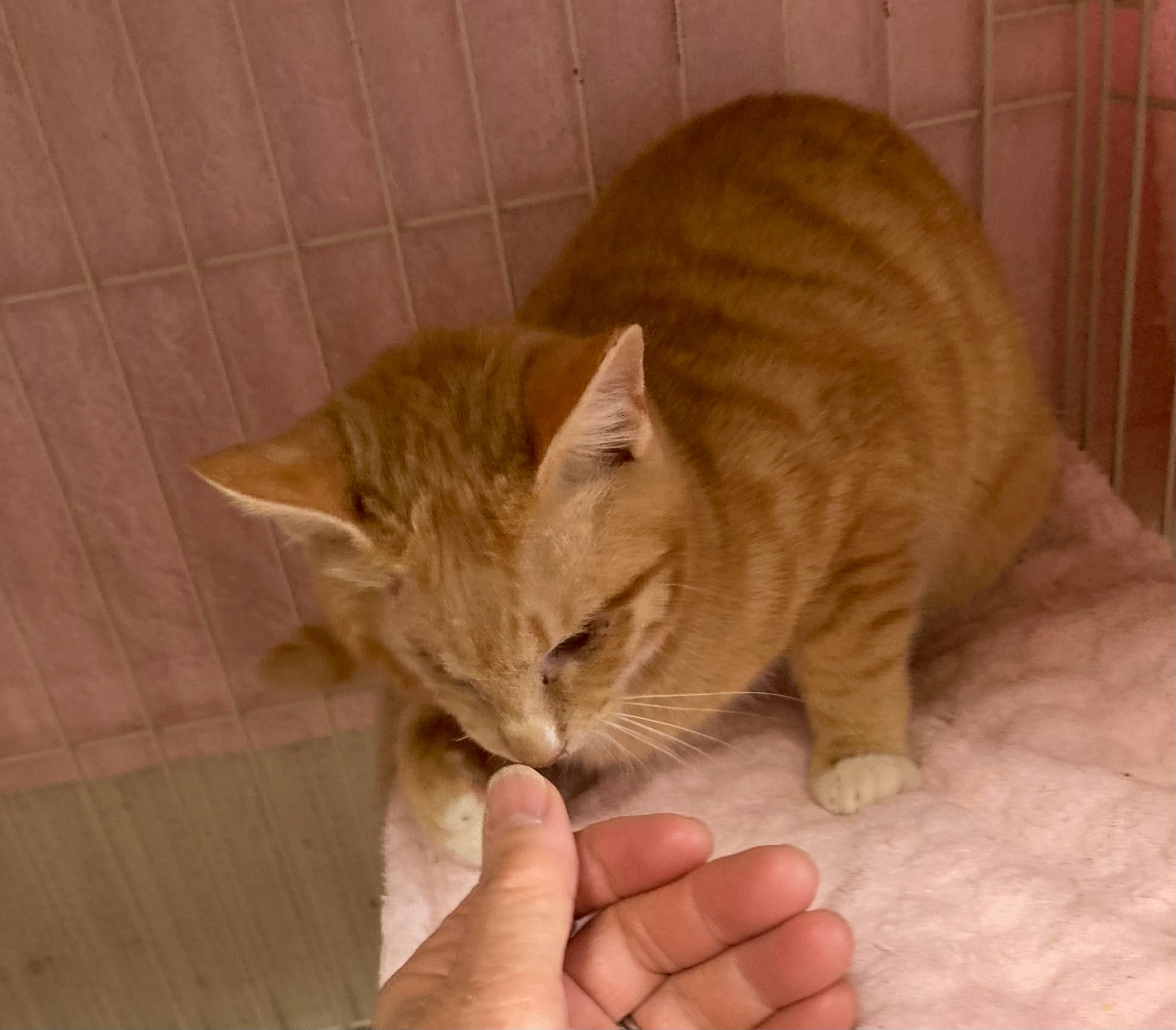 猫種不明
