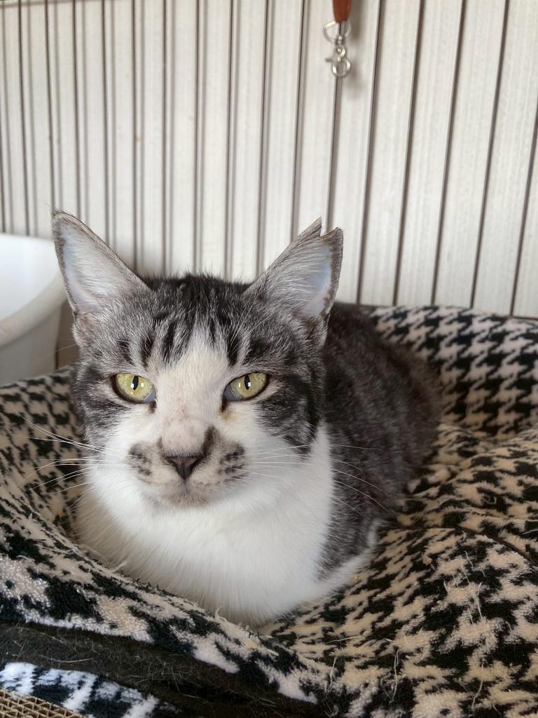 猫種不明
