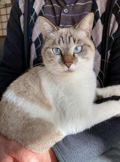猫種不明