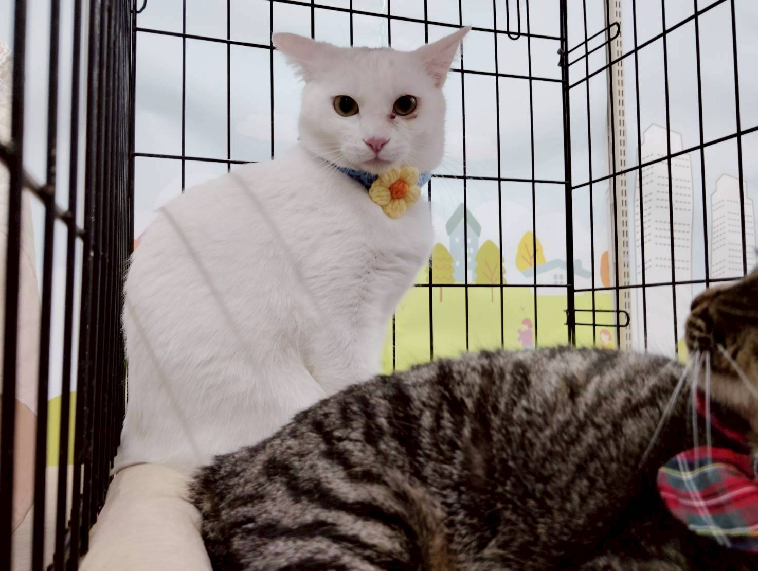 猫種不明