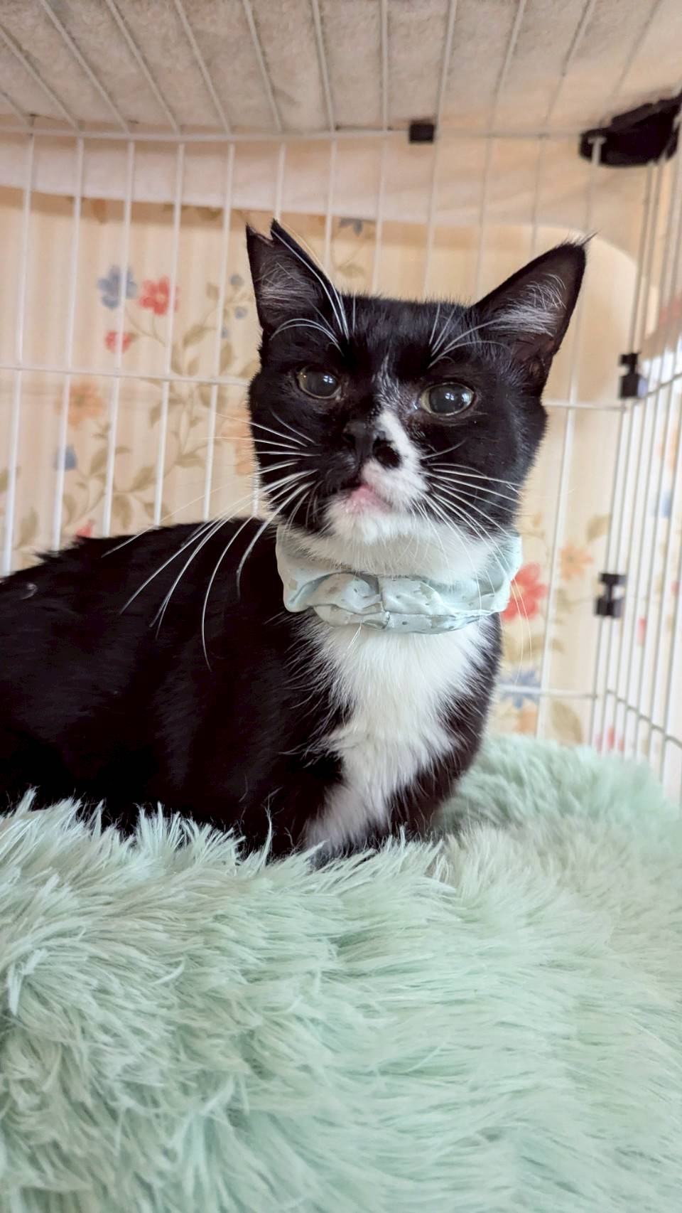 猫種不明