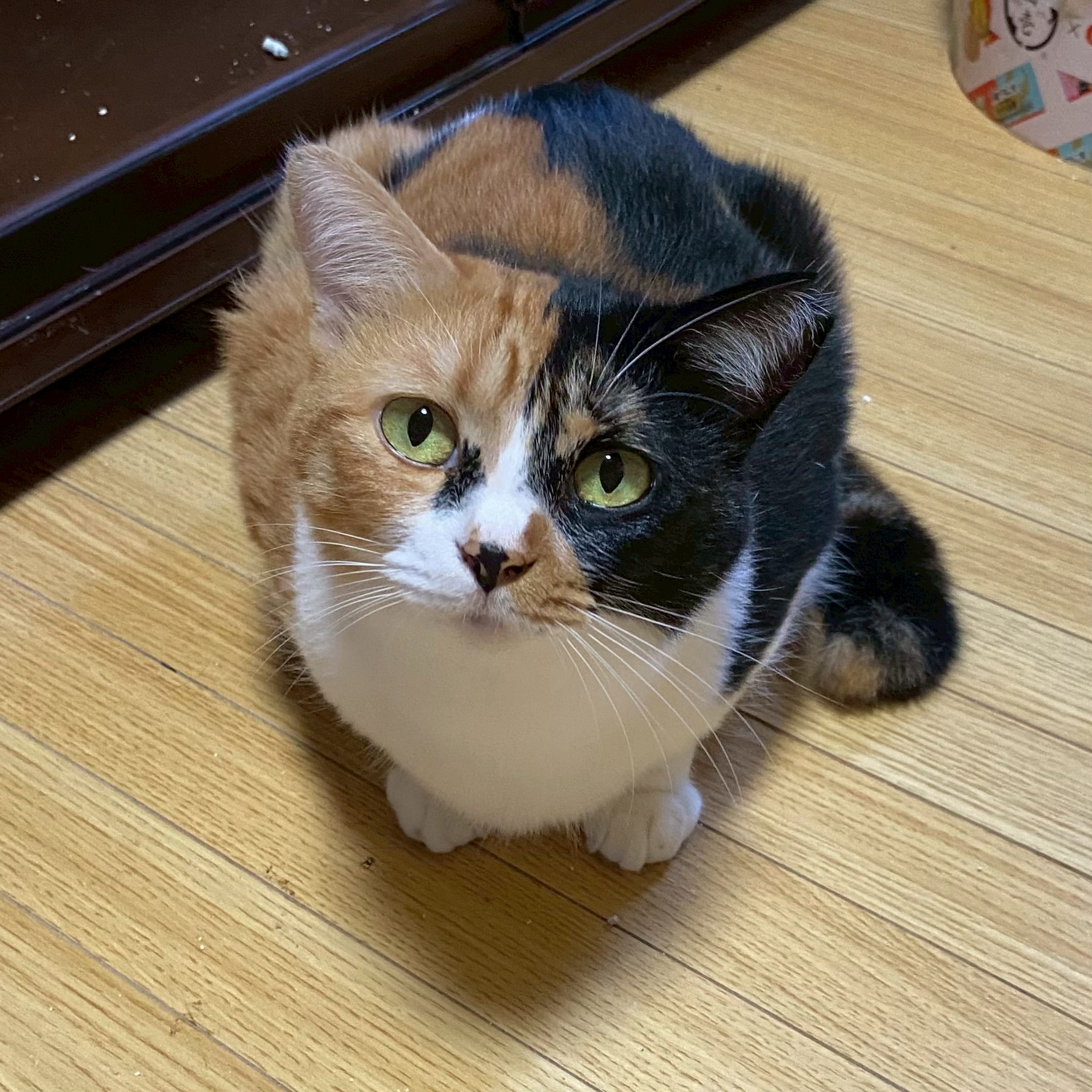 猫種不明