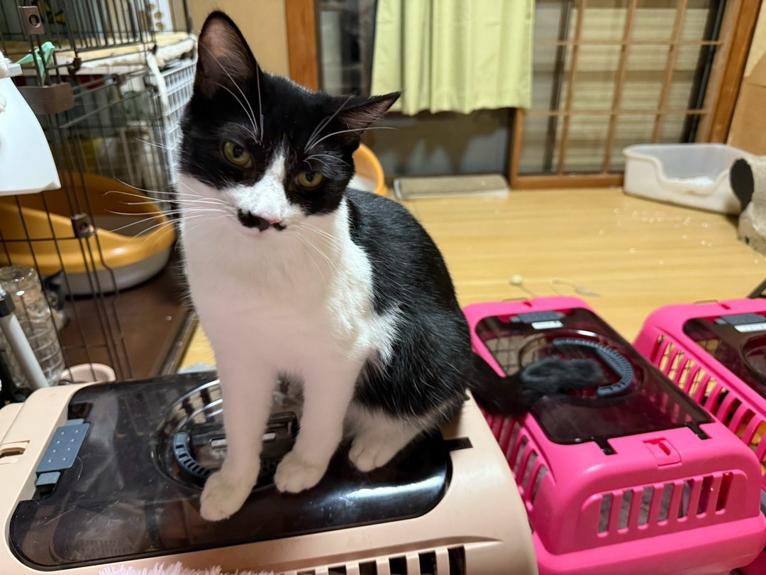 猫種不明