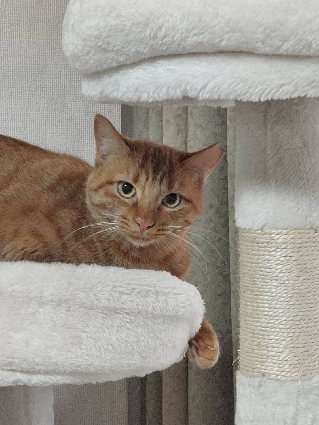 猫種不明