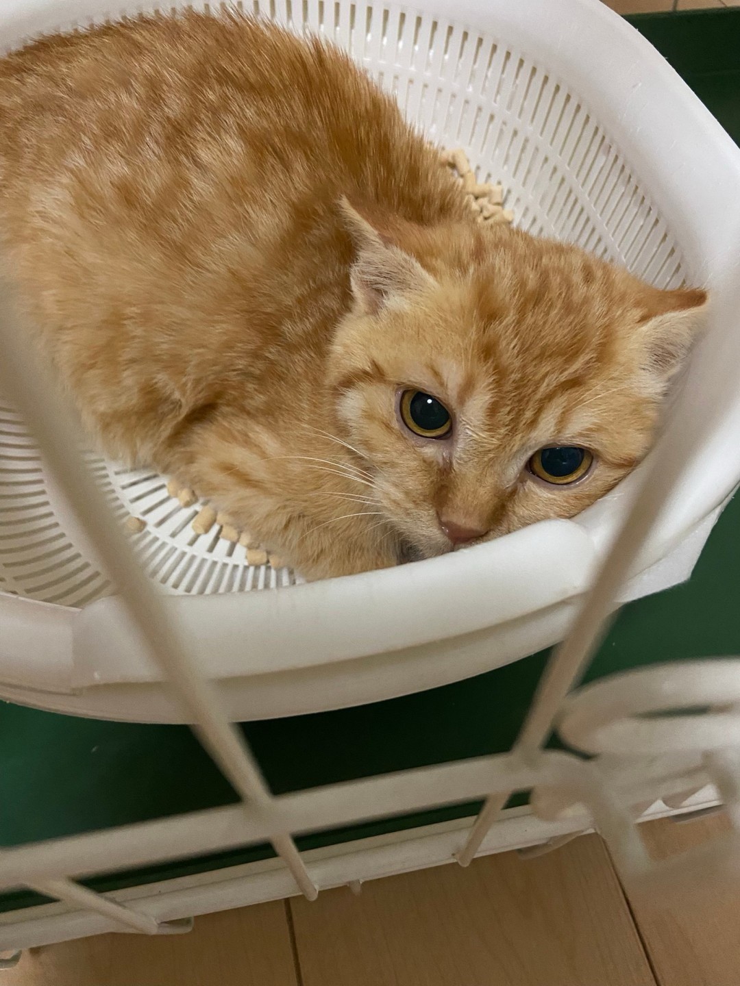猫種不明