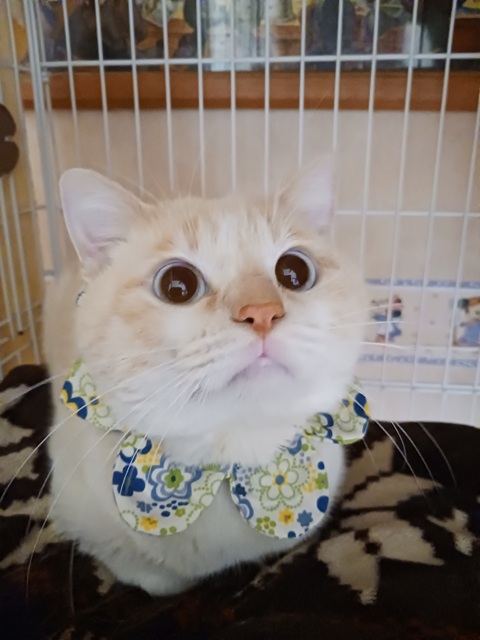 猫種不明