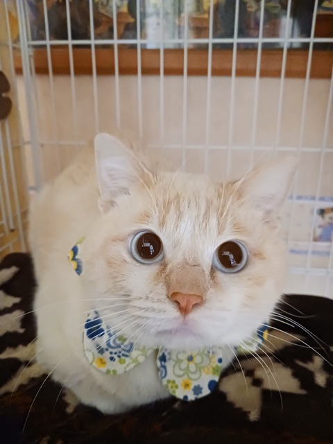 とわ