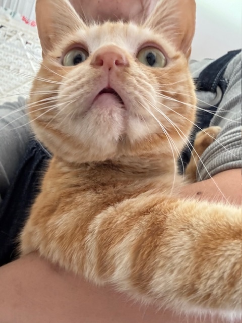 こなん
