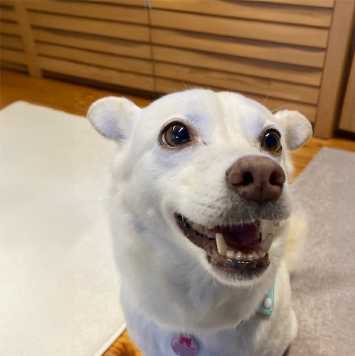 犬種不明