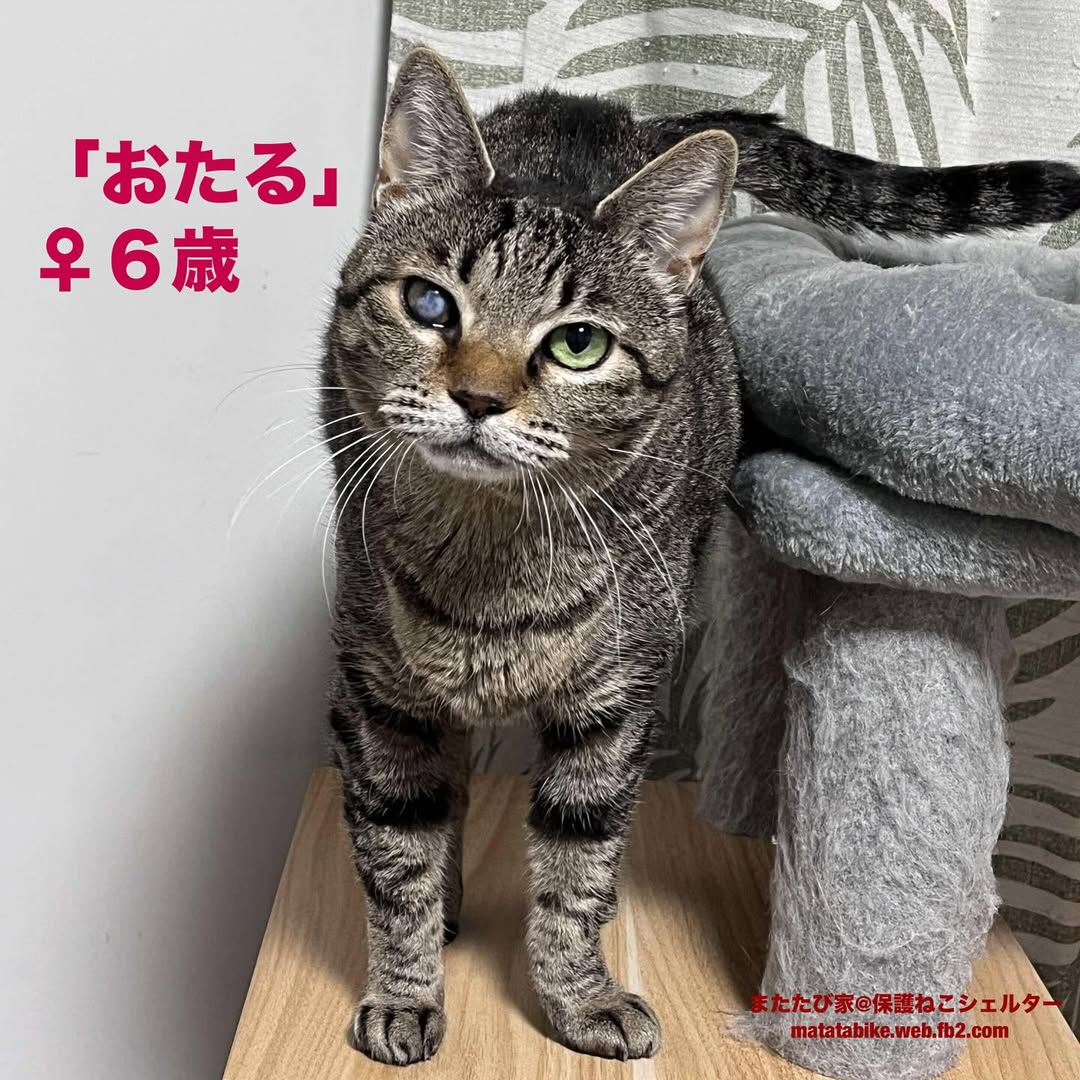 猫種不明