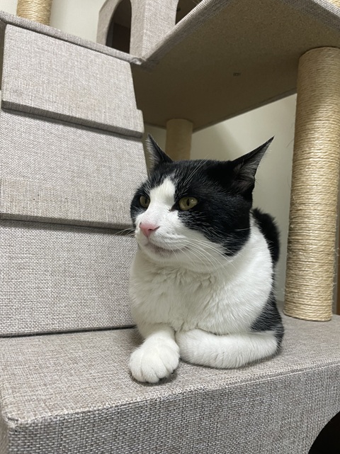 猫種不明