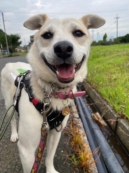 犬種不明
