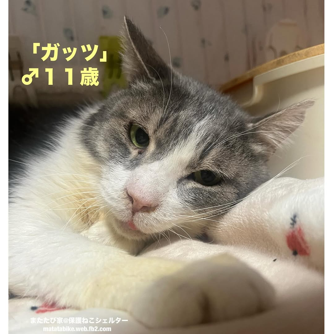 猫種不明