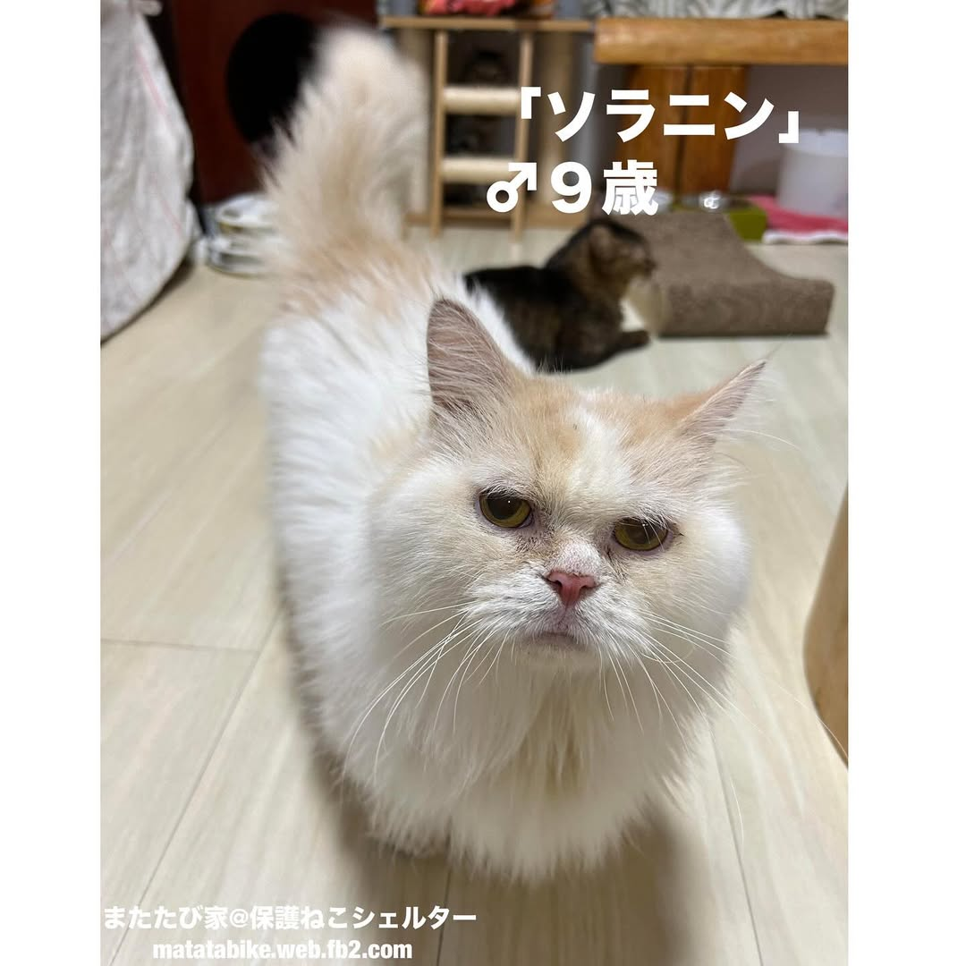 猫種不明
