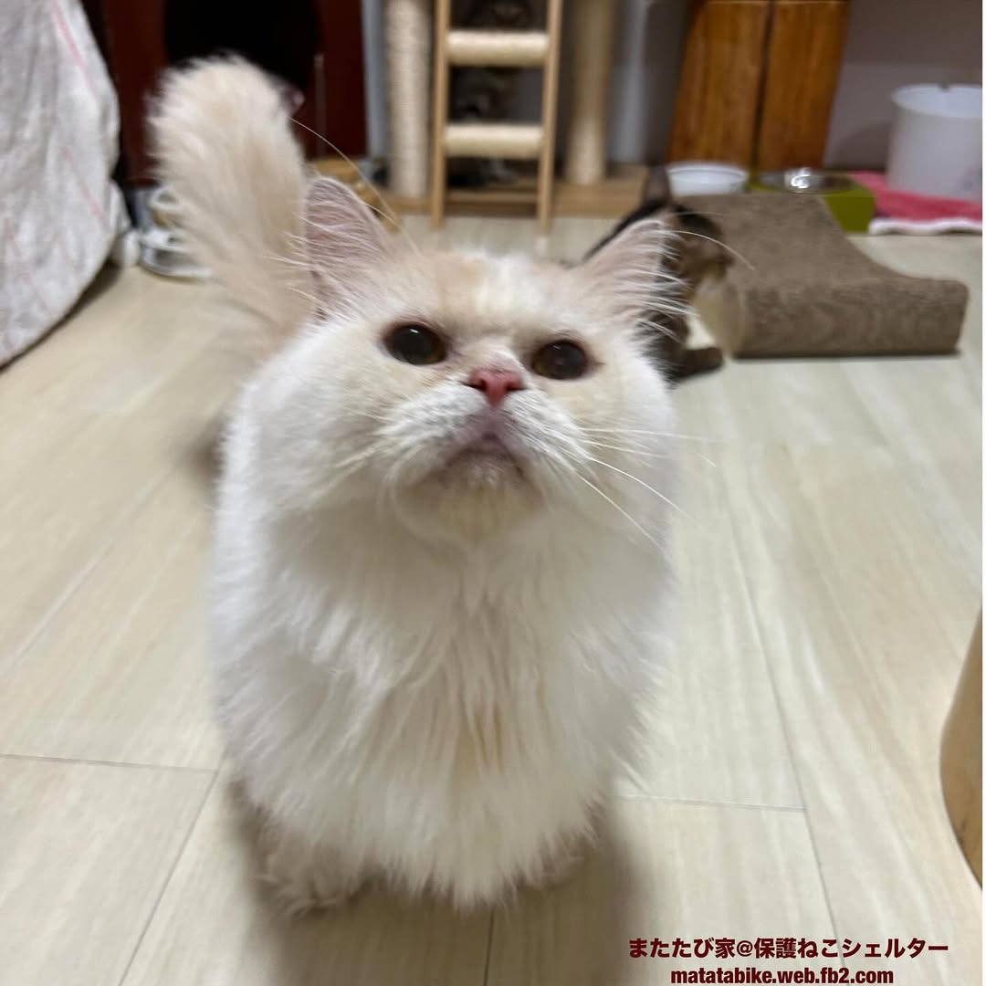 ソラニン