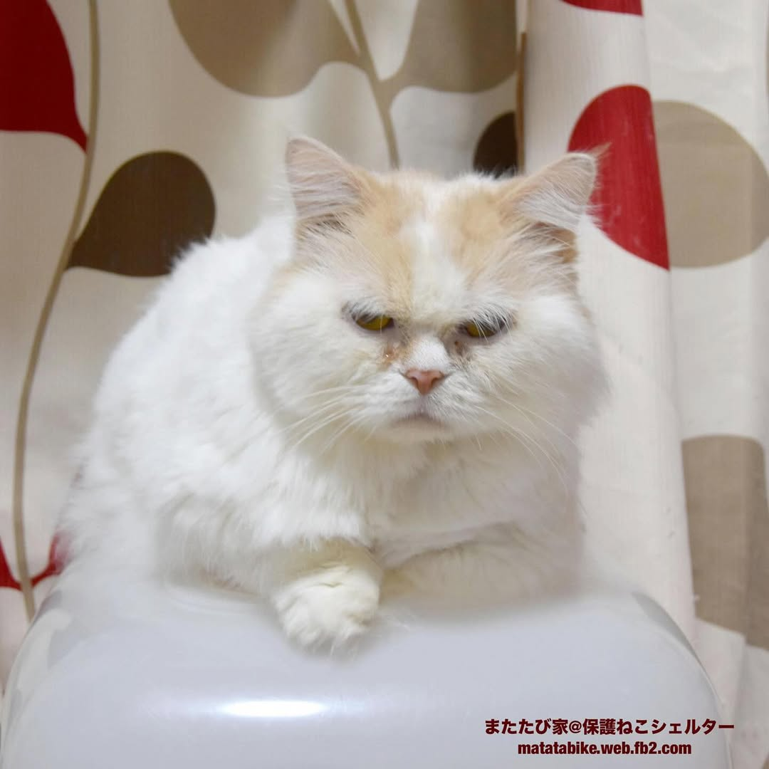 ソラニン