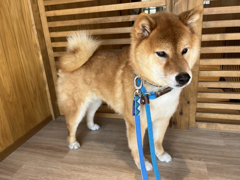 犬種不明