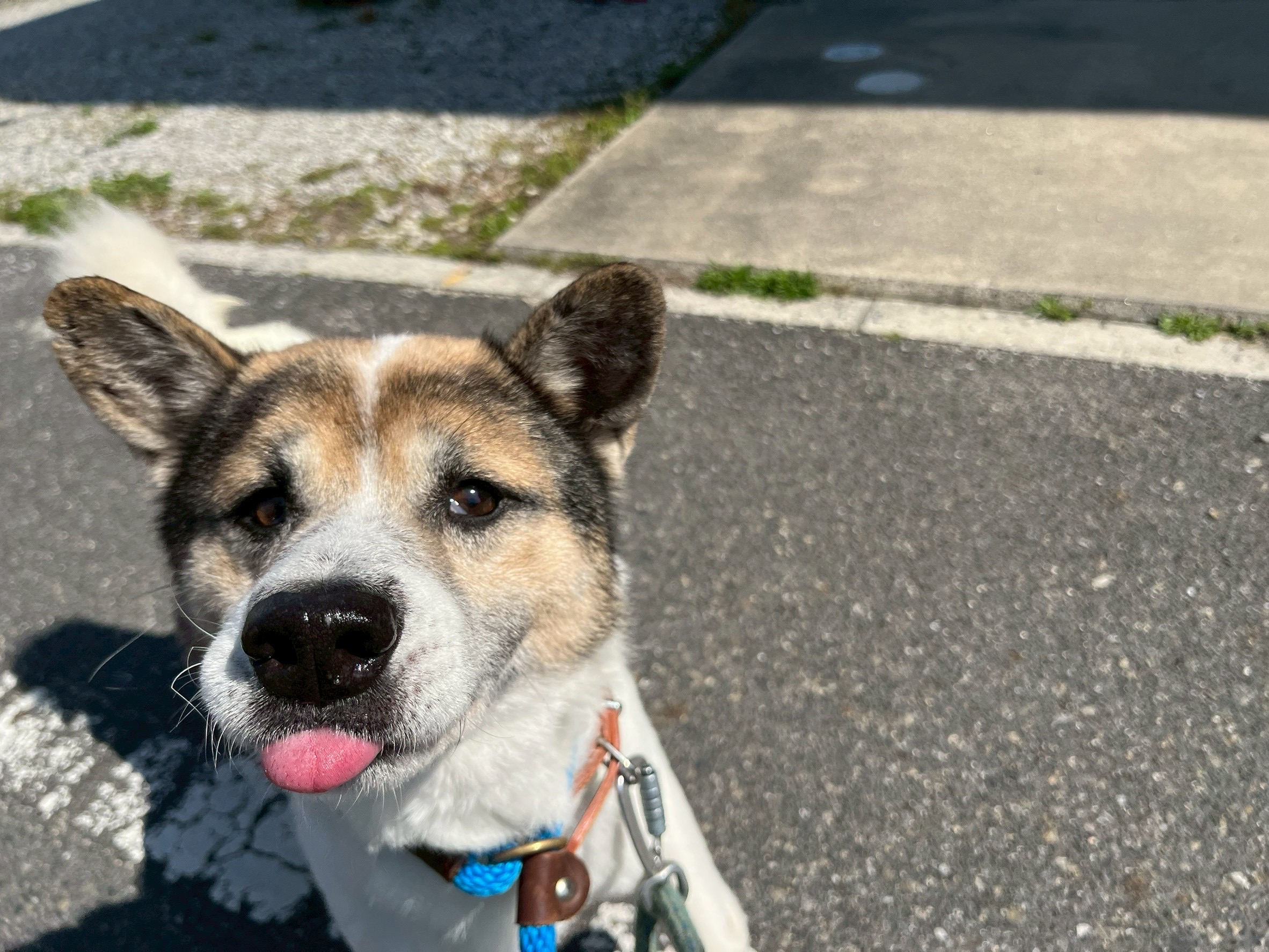 犬種不明