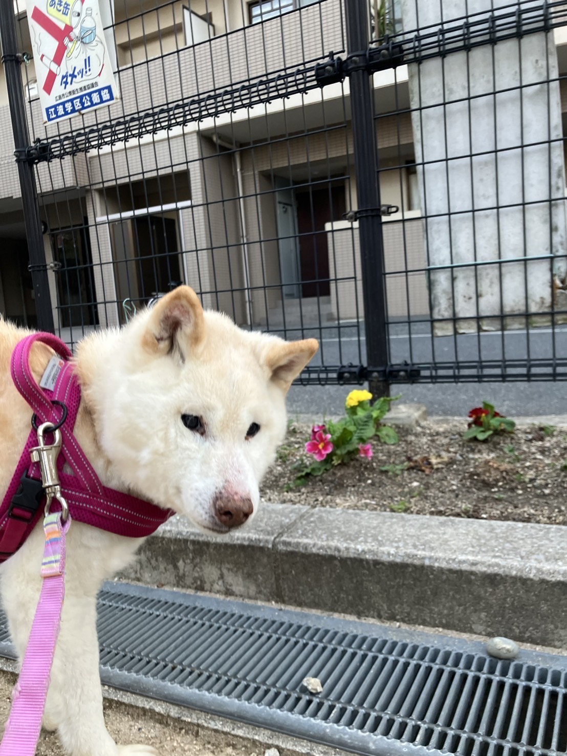 犬種不明