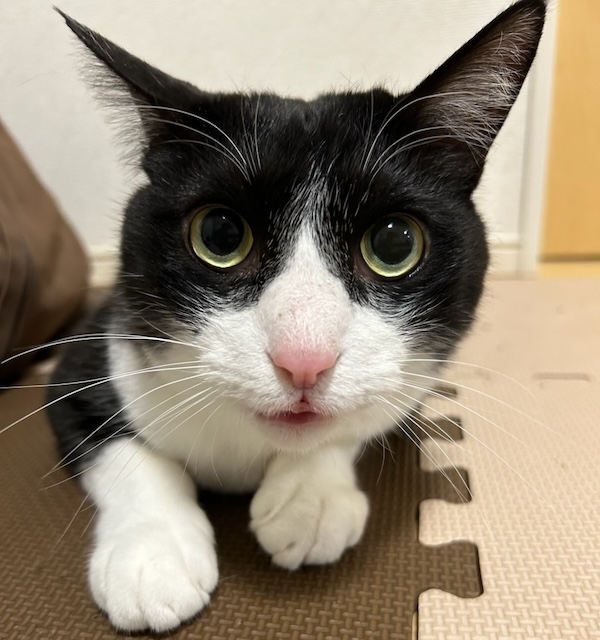 猫種不明