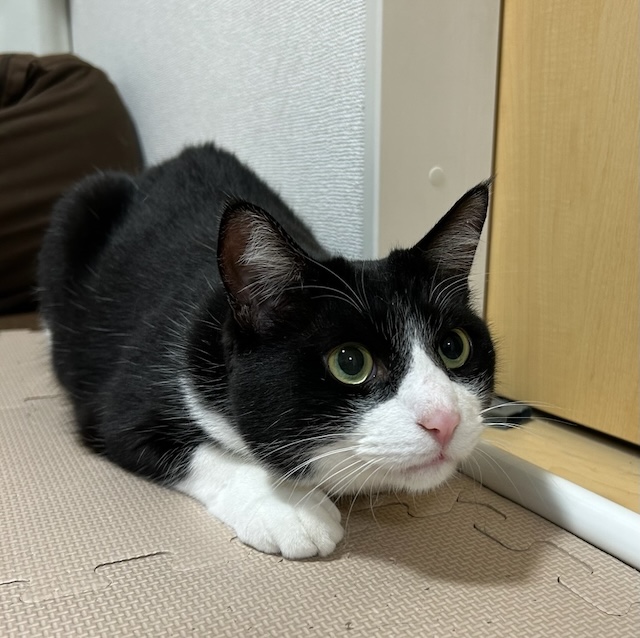 パーヴォ