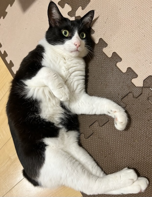 パーヴォ