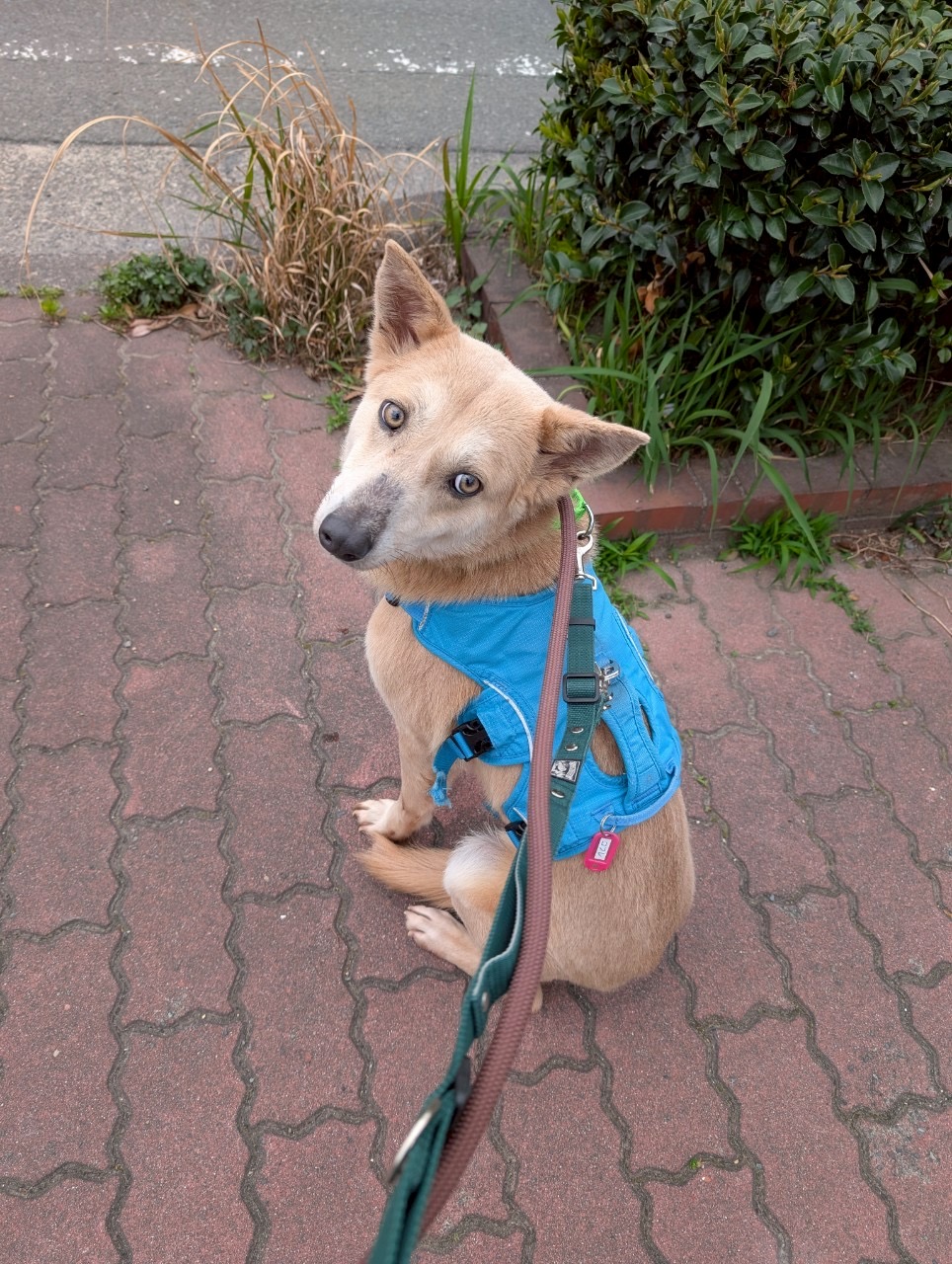 犬種不明