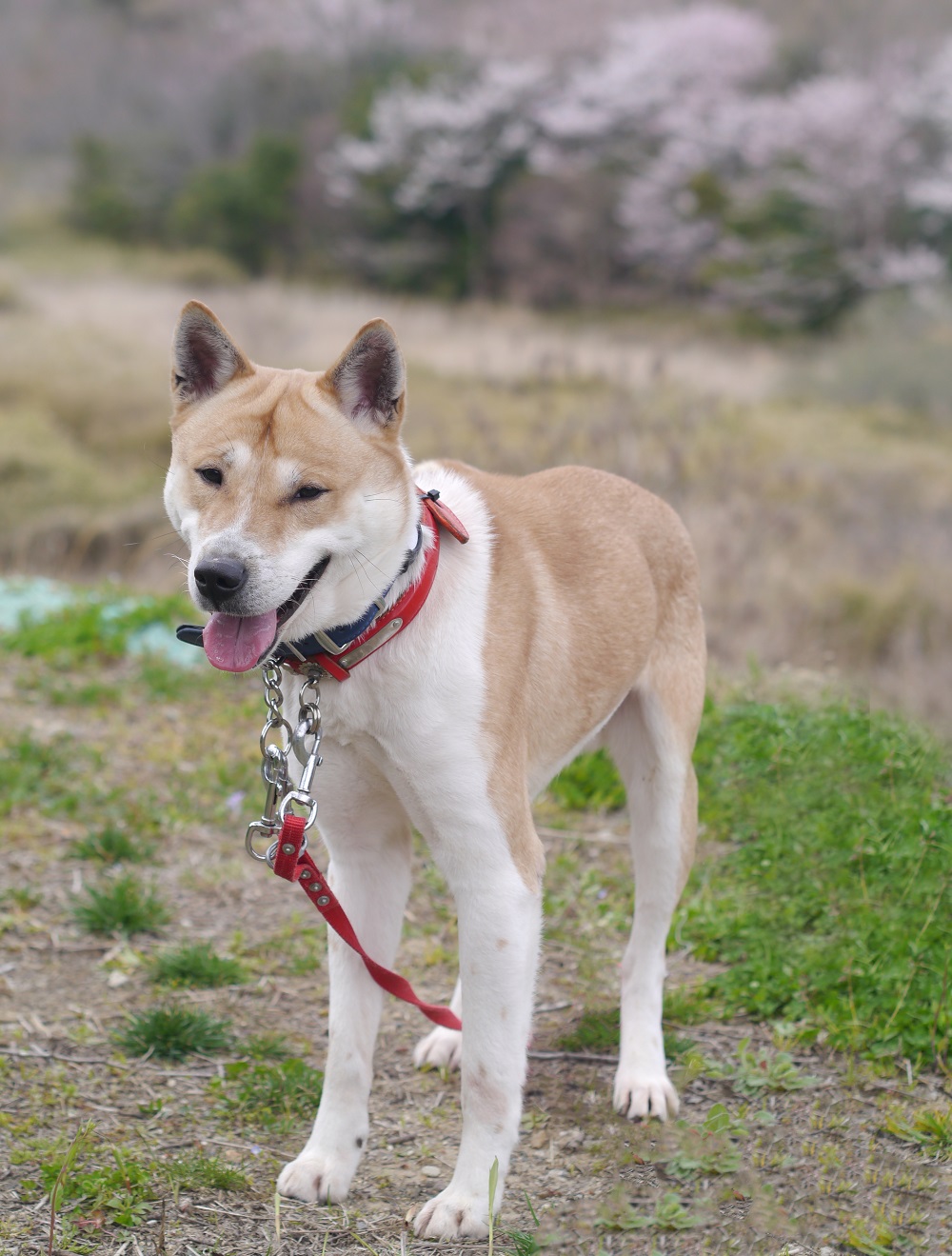 紀州犬