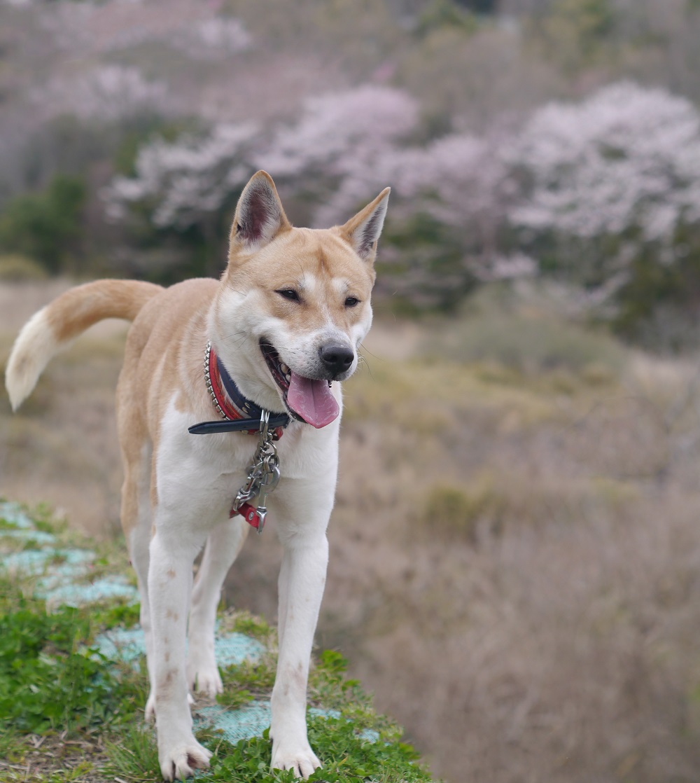 忠吉（ちゅうきち）