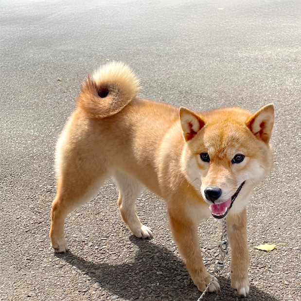 あんじゅ