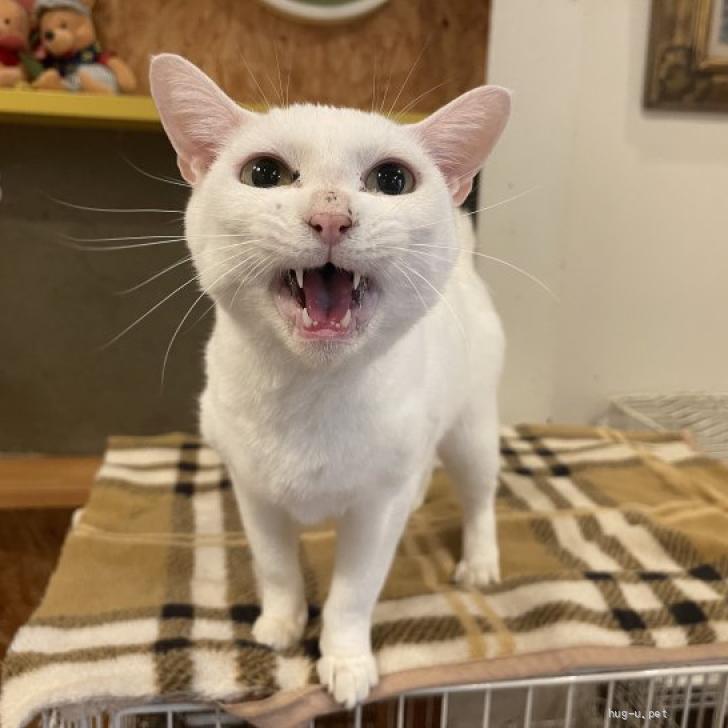 猫種不明