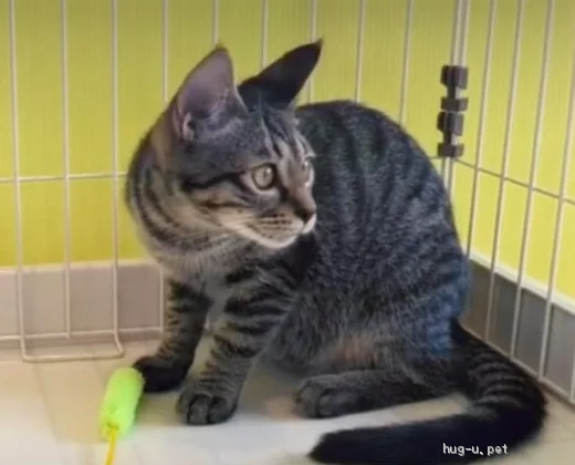 猫種不明