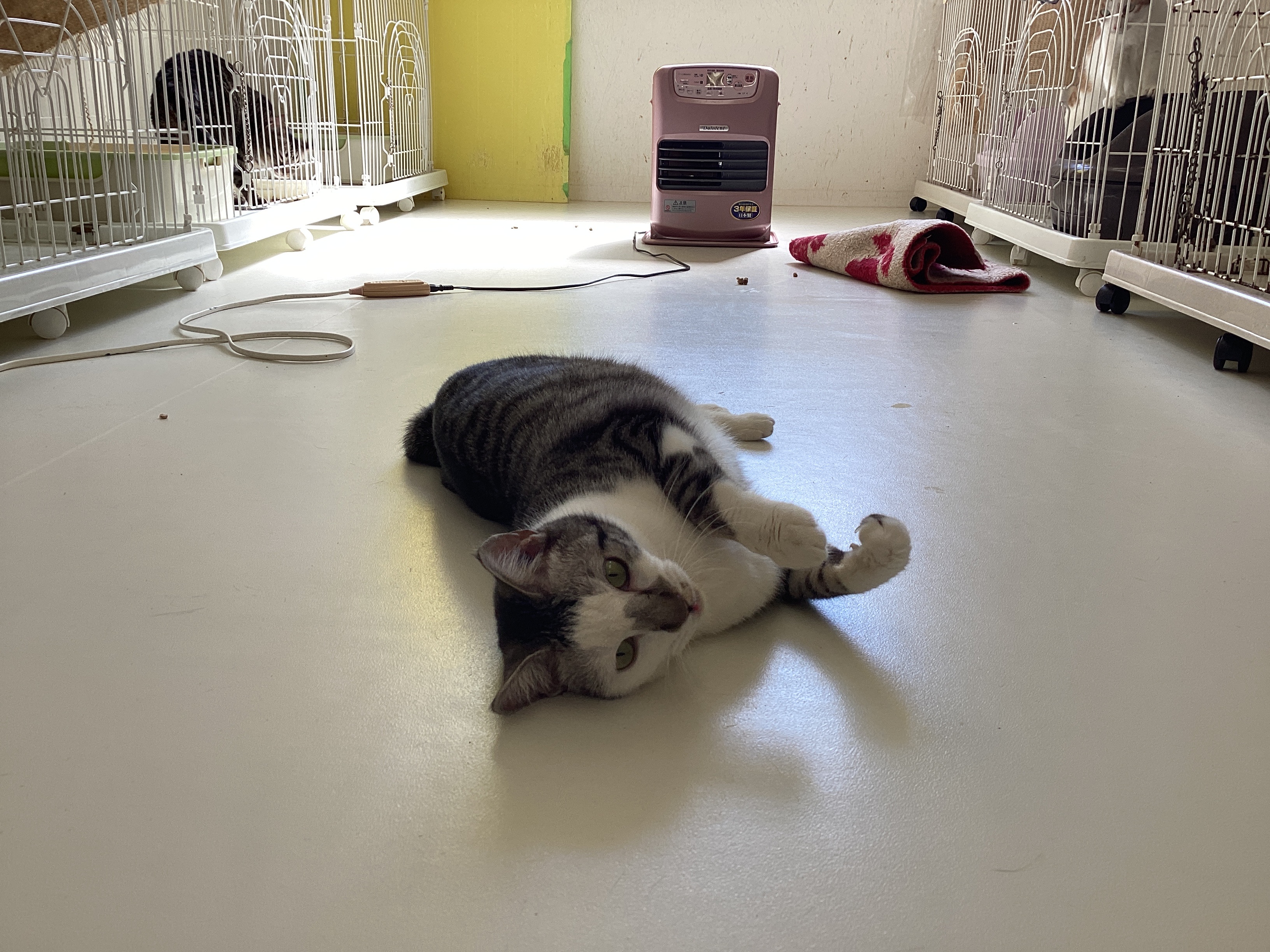 猫種不明