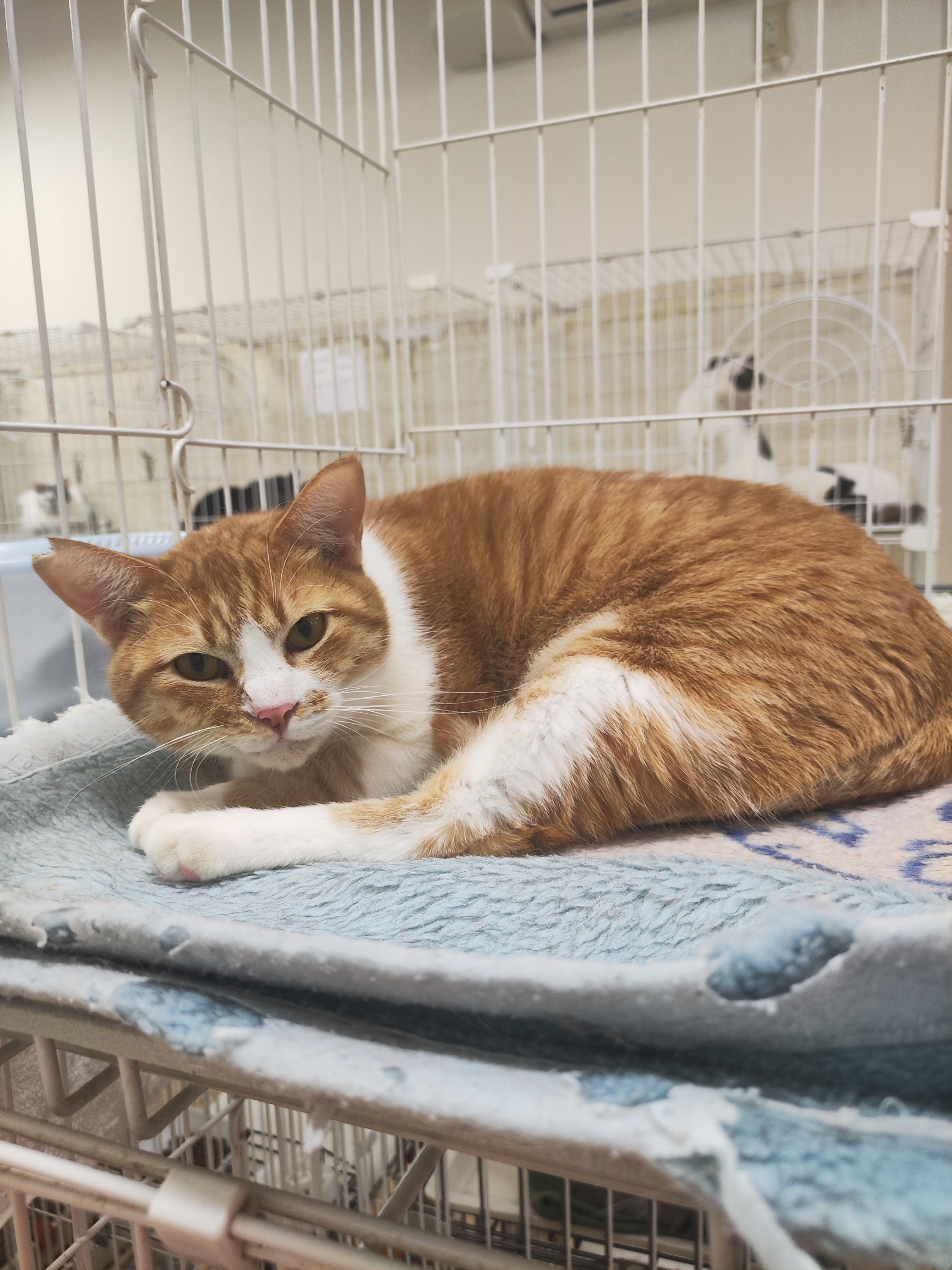 猫種不明