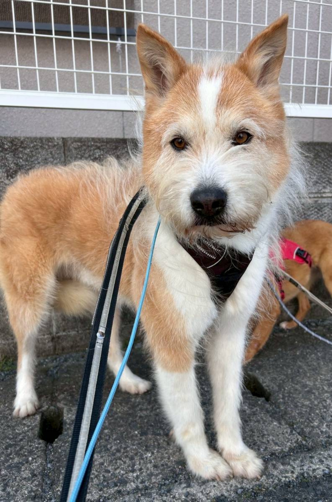 犬種不明