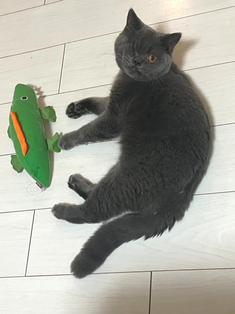 たこやき