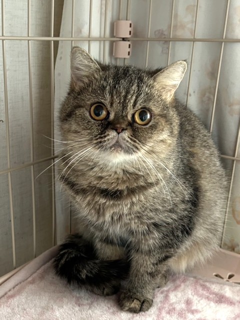 エキゾチック