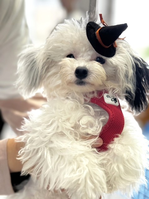 ルーシェ