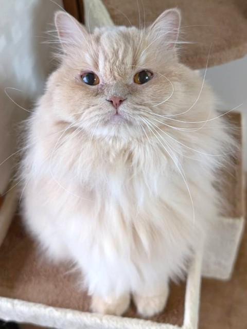 スコティッシュフォールド