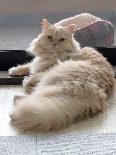 ロミオ